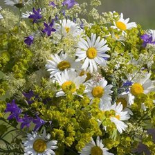 Схема вышивки «Полевые цветы»