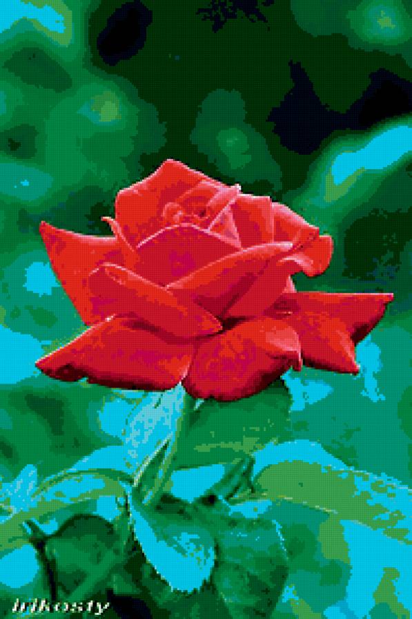 роза - цветы, розы, цветок, роза - предпросмотр