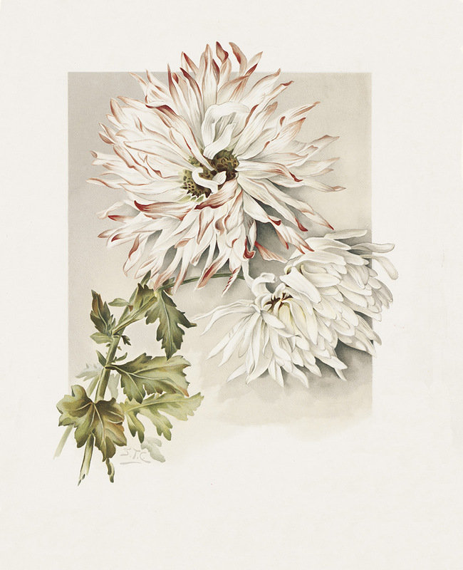 хризантемы - букет, цветы, живопись, натюрморт, хризантемы - оригинал