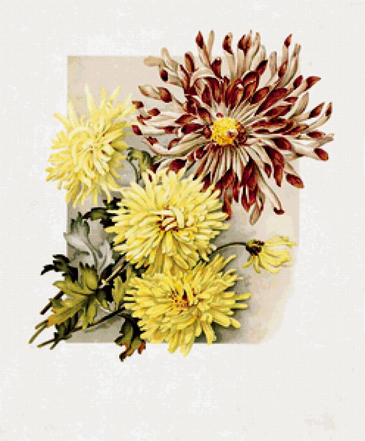 хризантемы - цветы, хризантемы, букет, натюрморт, живопись - предпросмотр