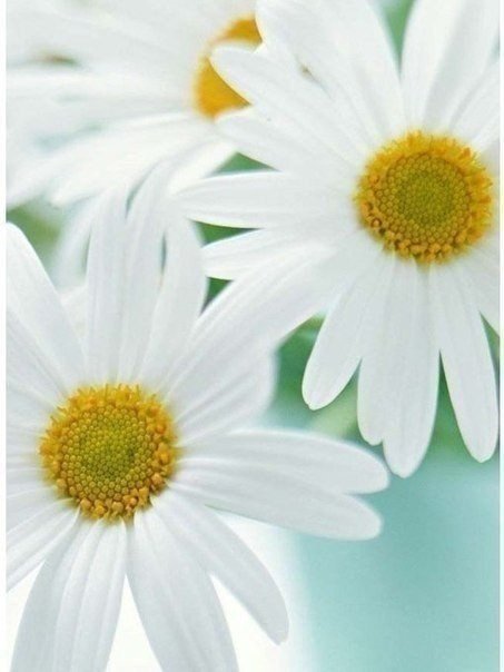 ромашки - цветы - оригинал