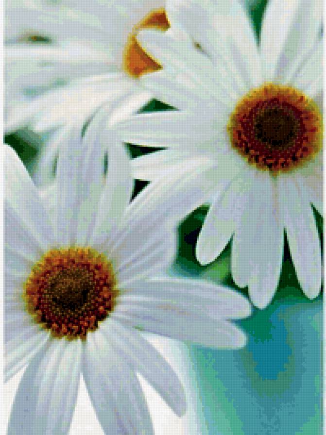 ромашки - цветы - предпросмотр