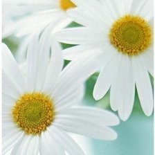 Схема вышивки «ромашки»