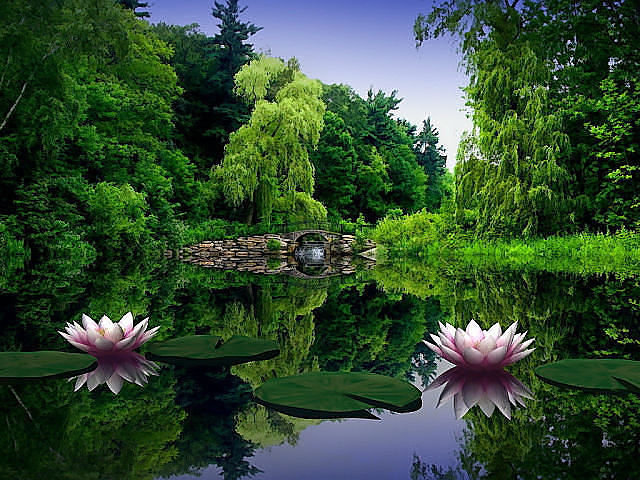 кувшинки - оригинал