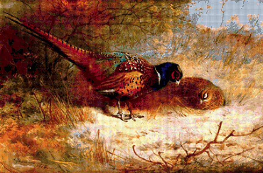 пара фазанов3 - предпросмотр