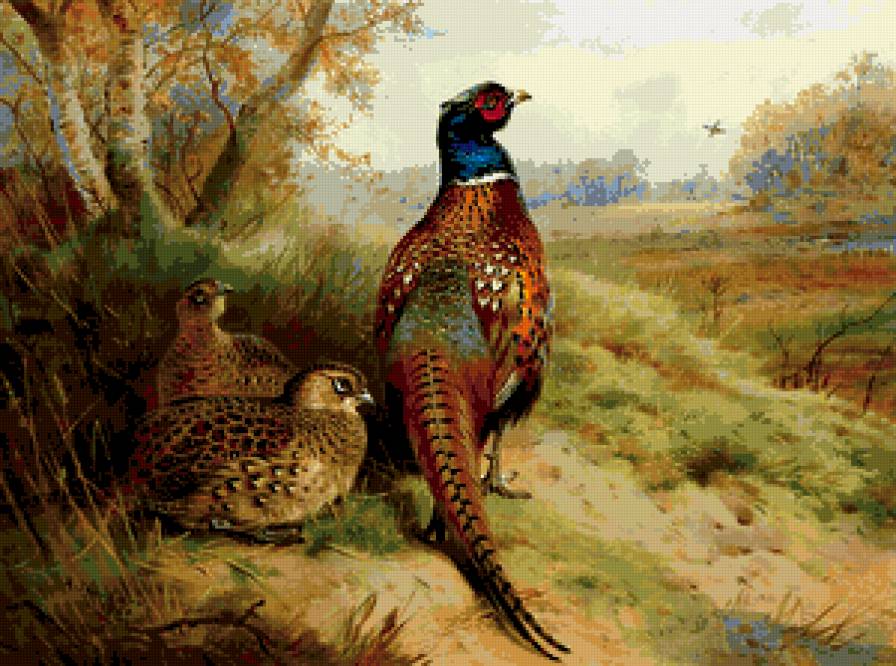 пара фазанов1 - предпросмотр