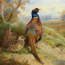 Схема вышивки «пара фазанов1»