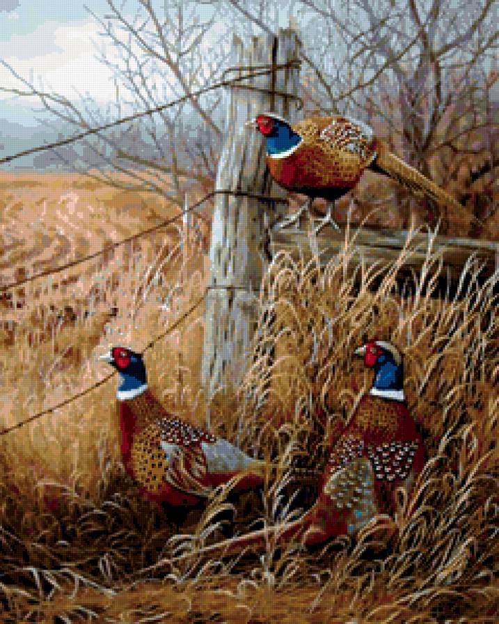 фазаны у плетня - предпросмотр