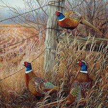 Схема вышивки «фазаны у плетня»