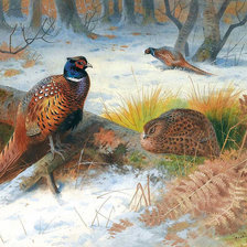 фазаны зимой