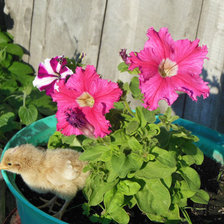 Схема вышивки «цыпленок под цветком»