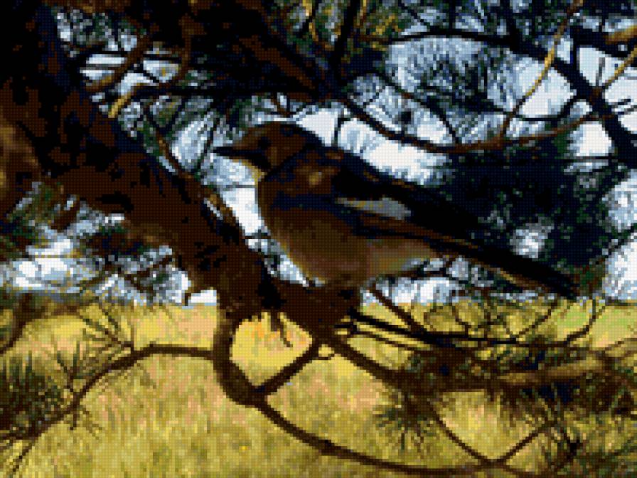 сойка - птицы - предпросмотр