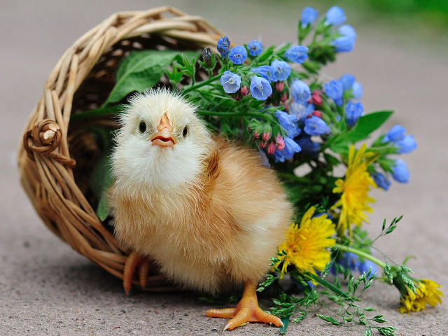 цыпленок и цветы - цветы, птица - оригинал