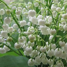 Схема вышивки «из цикла Ландыши»