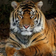 тигр красавчик