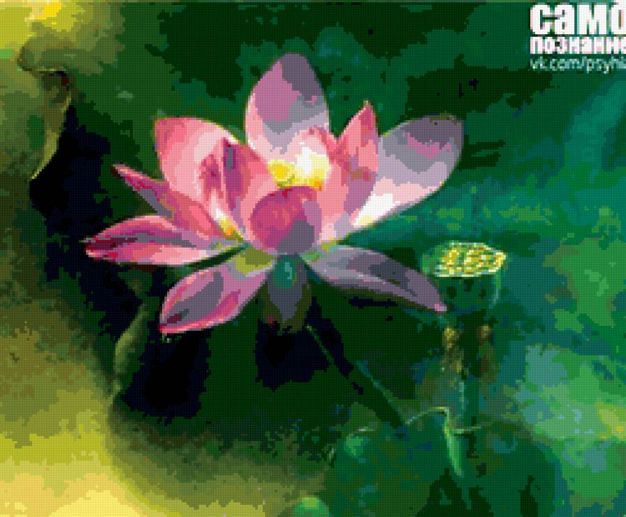лотос - нежность, лотос, цветы - предпросмотр