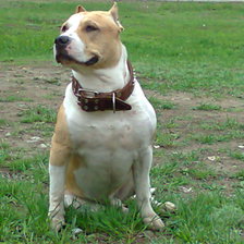 Схема вышивки «BANDY»