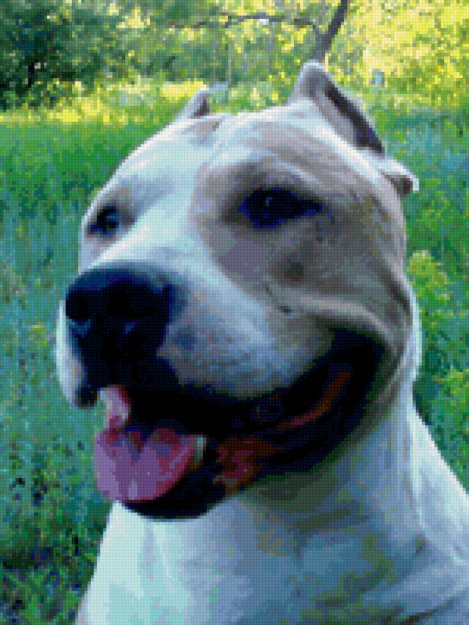 Bandy - предпросмотр