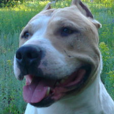 Схема вышивки «Bandy»