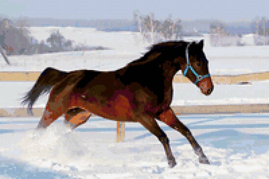 лошадь - лошаль - предпросмотр