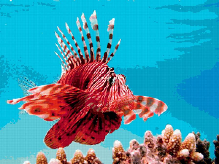 рыбка - предпросмотр