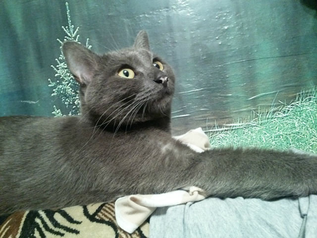 кот - кошки - оригинал