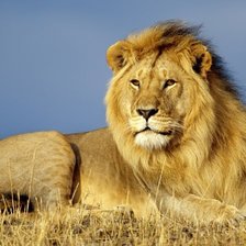 Схема вышивки «лев»