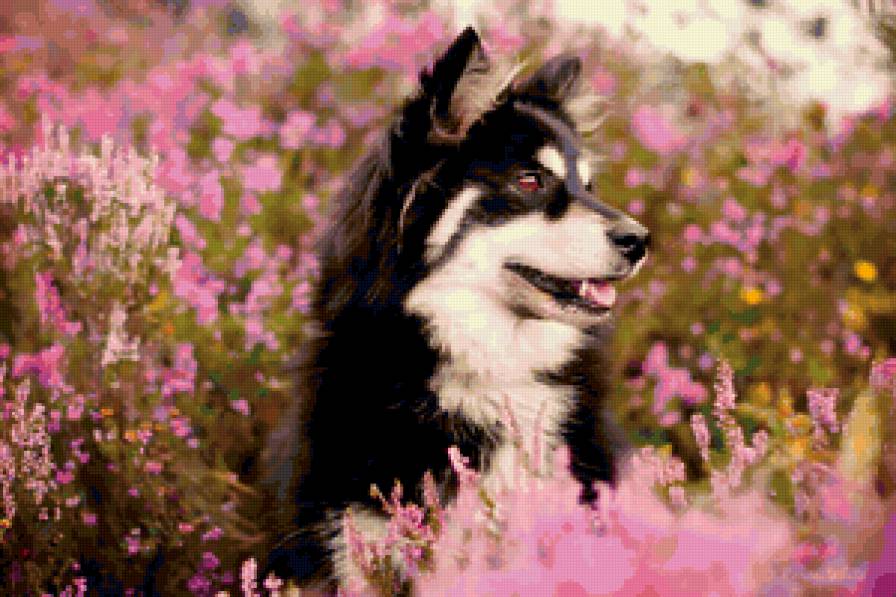 Лучший друг - поле, собака - предпросмотр