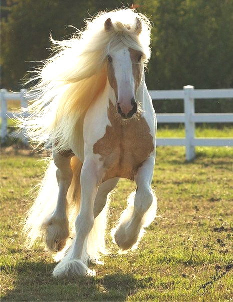 Лошадь - лошади, животные - оригинал