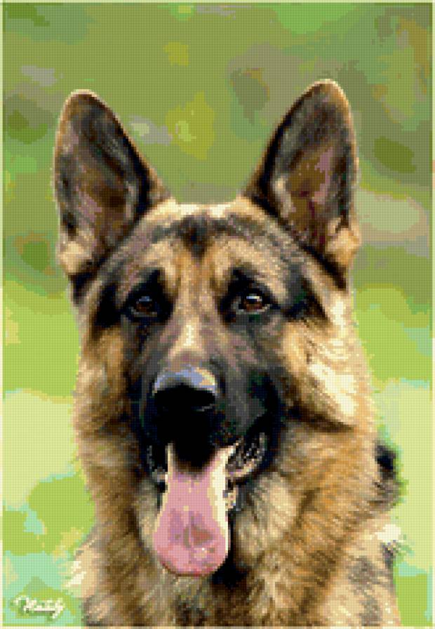 овчарка - собаки - предпросмотр