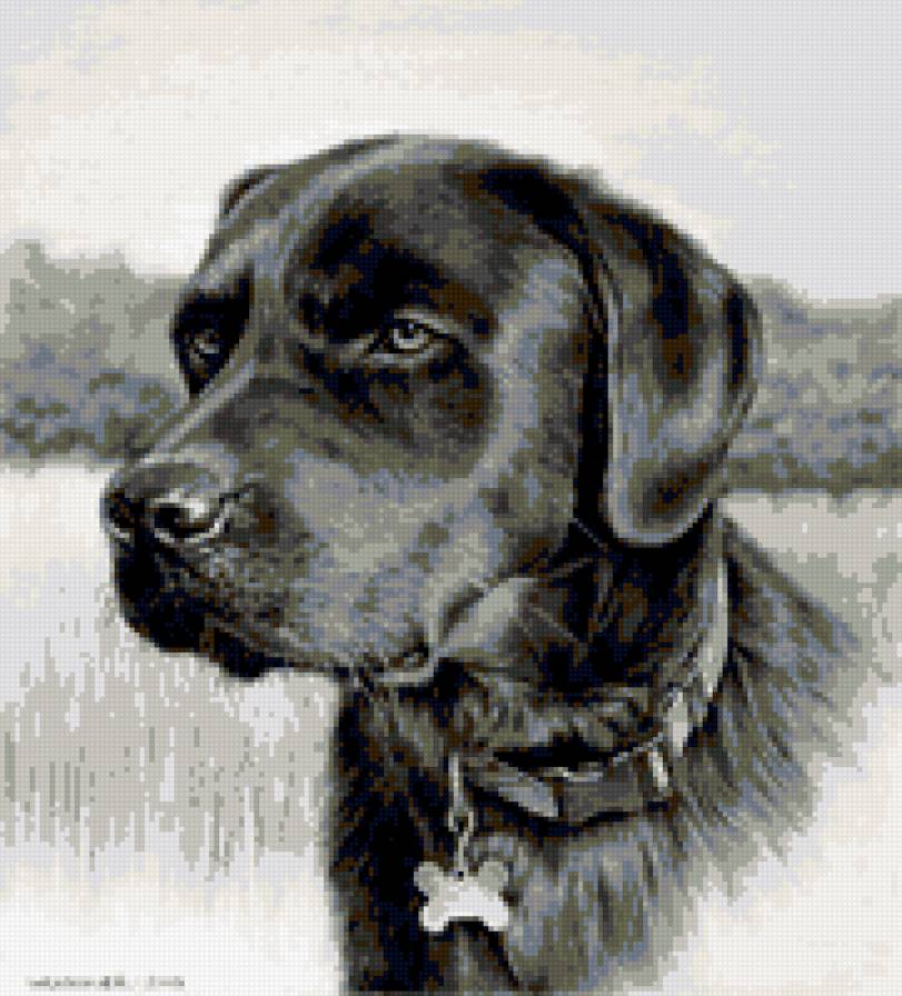 пес - собаки - предпросмотр