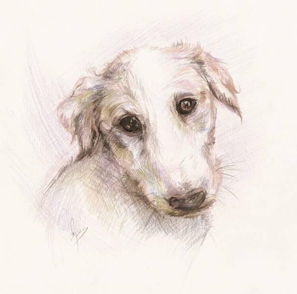 жужа - собаки - оригинал