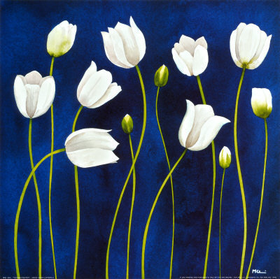 белые тюльпаны - красиво, тюльпаны, цветы - оригинал