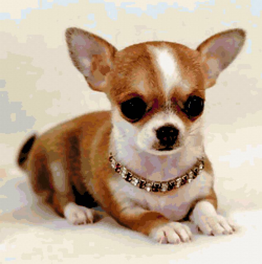 чихуа мини - чихуашки, собачки - предпросмотр