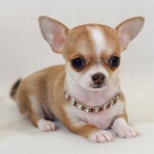 Схема вышивки «чихуа мини»