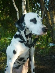 Долматин - животные, собаки - оригинал