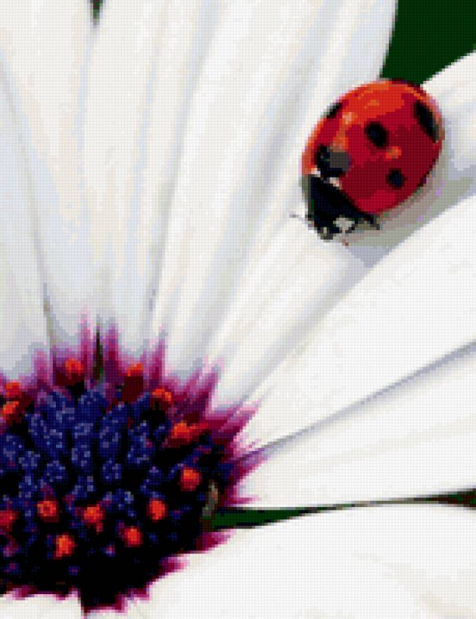 №413028 - божья коровка, ромашка - предпросмотр