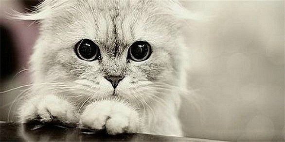 Котенок - глаза, кошки, котенок - оригинал