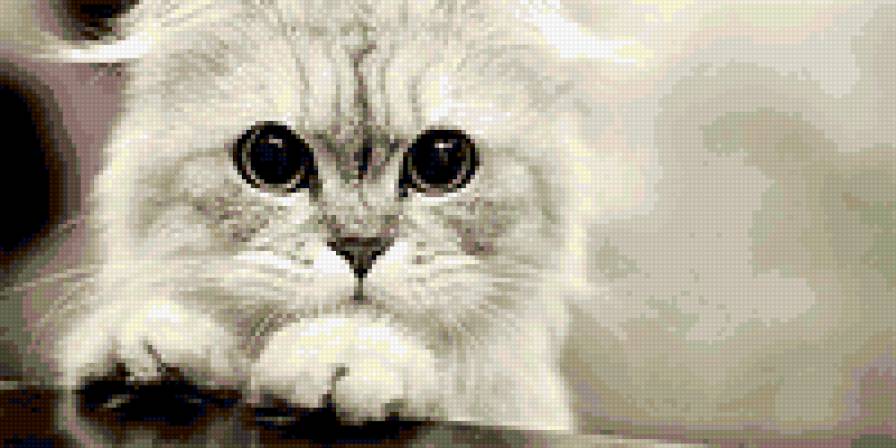 Котенок - кошки, котенок, глаза - предпросмотр