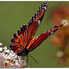 из цикла Бабочки