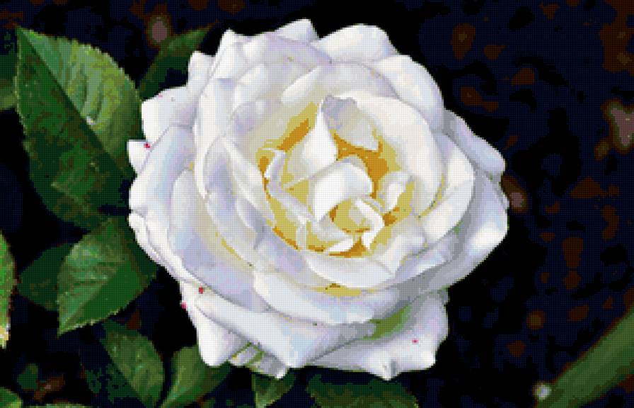 роза - цветок, розы, цветы, роза - предпросмотр