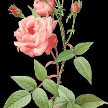 Схема вышивки «roses»