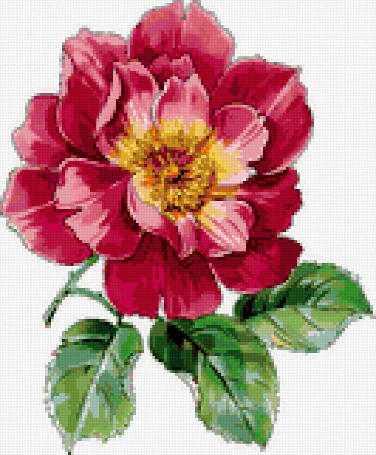 peony - предпросмотр