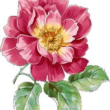 Схема вышивки «peony»