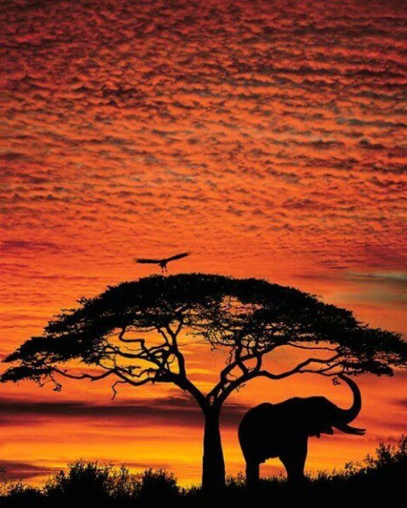 Африка - восход, закат, слон, африка - оригинал
