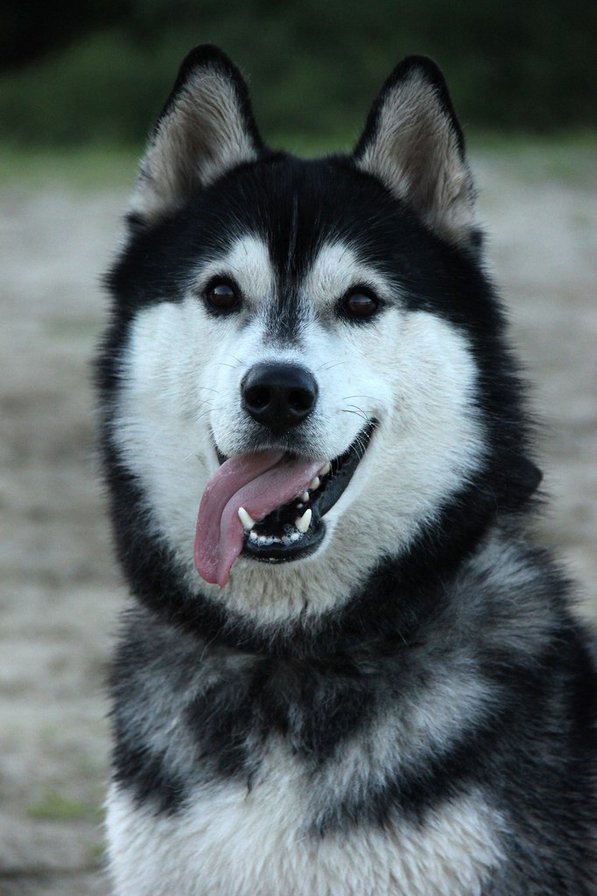 Хаски - собаки, хаски - оригинал