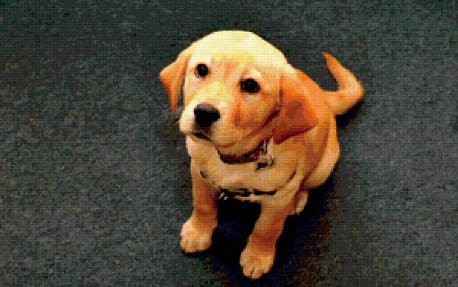 Собачка - собаки, щенок - предпросмотр