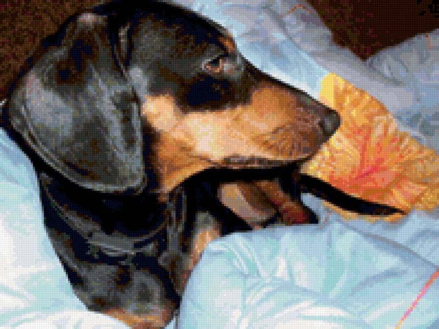 ИРиска - предпросмотр