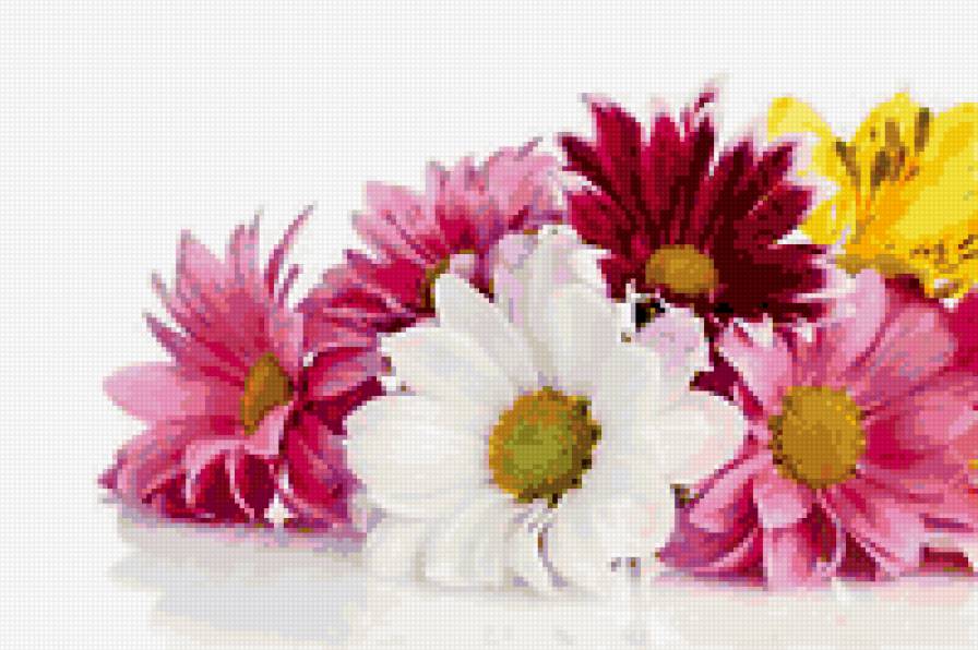 герберы - цветы, герберы - предпросмотр