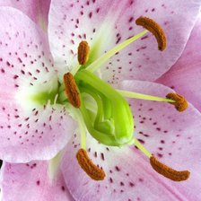 из цикла Лилии